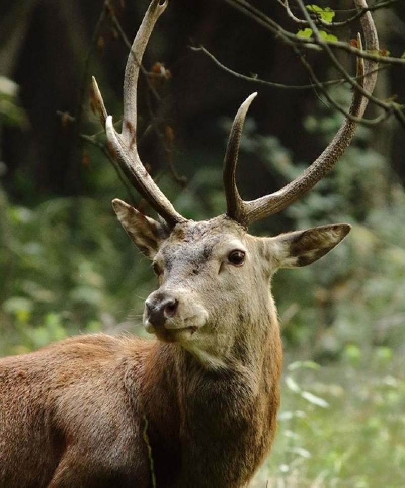 Escursione in pulmino nel Boscone della Mesola