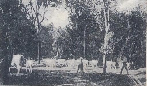 Sagra del Radicchio di Bosco Mesola — immagine storica 5